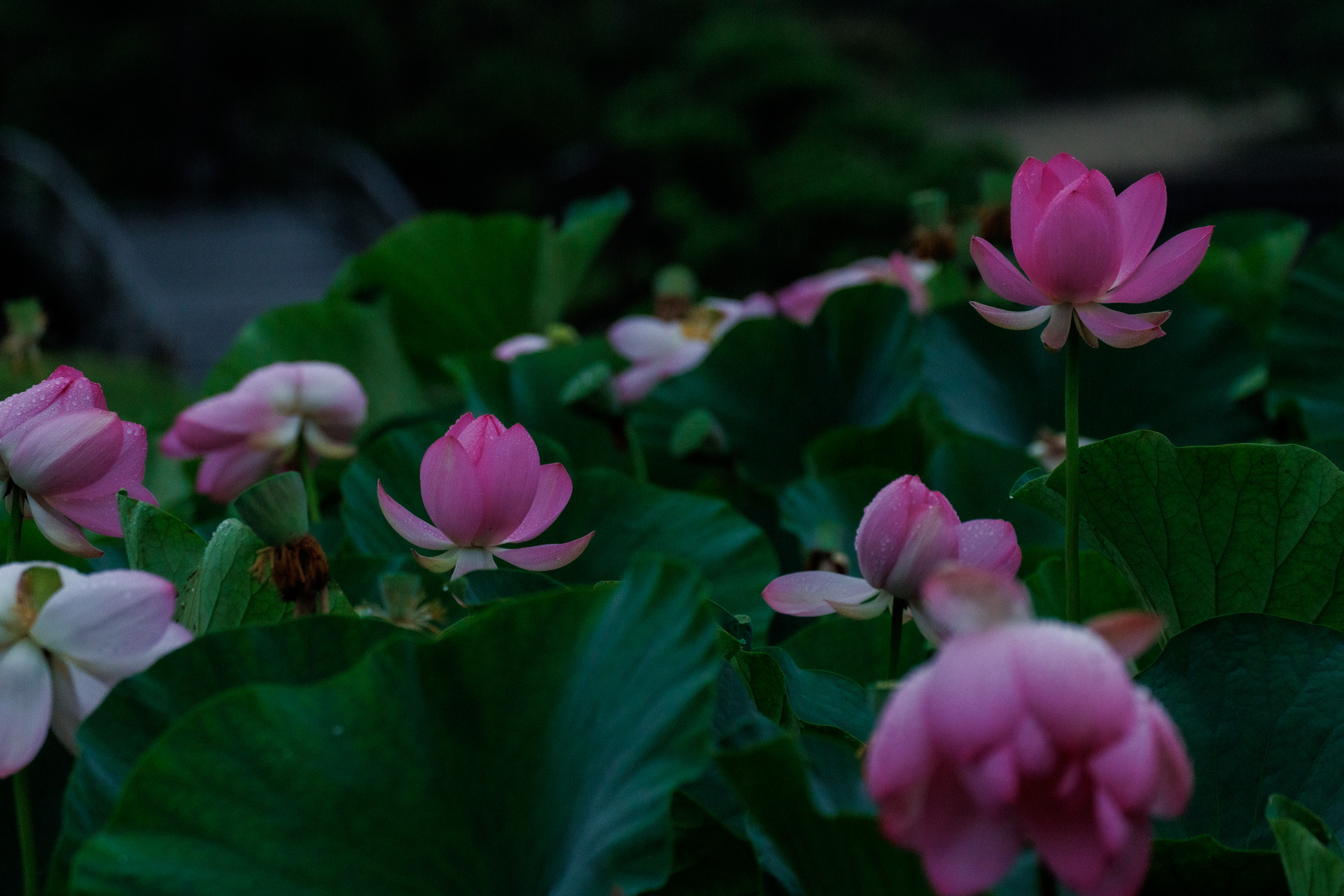 夜明けとともに花弁が花開きます