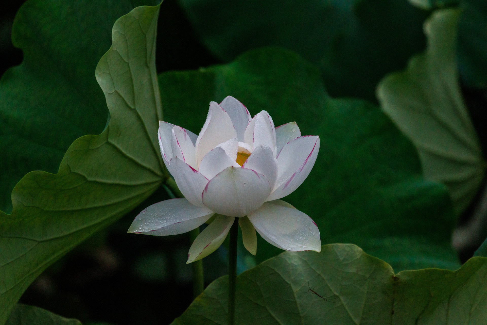 花葉の池に咲く一天四海