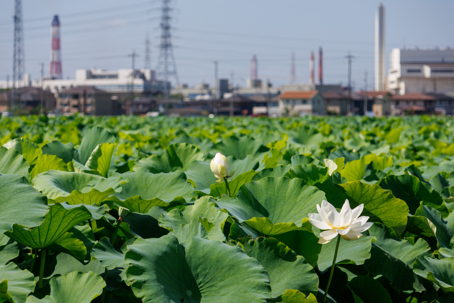 南に広がる水島コンビナートをバックに咲くハスの花