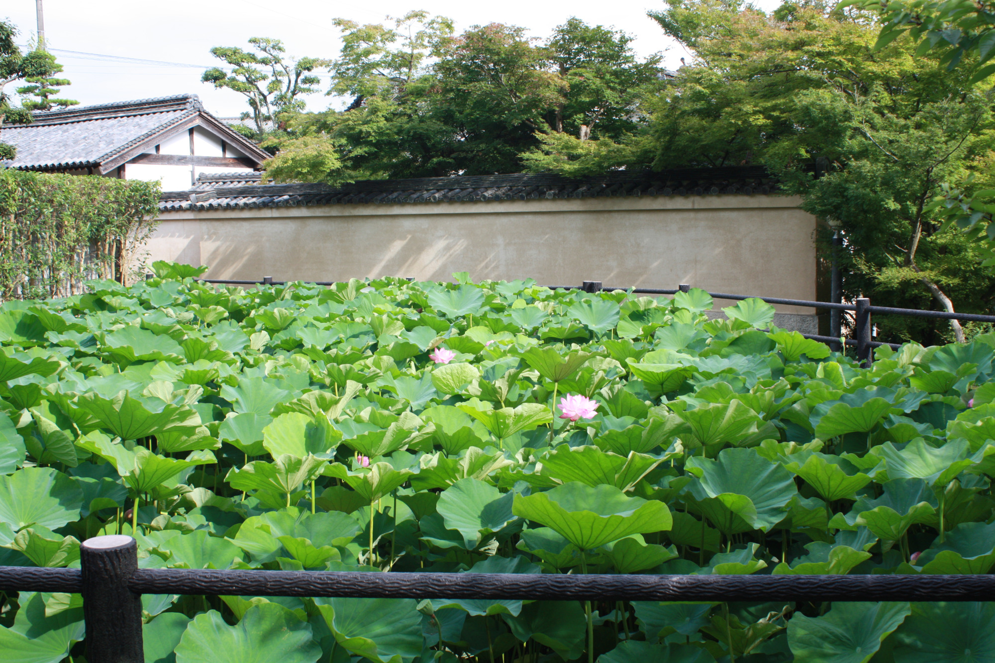 蓮池に咲く大賀ハス