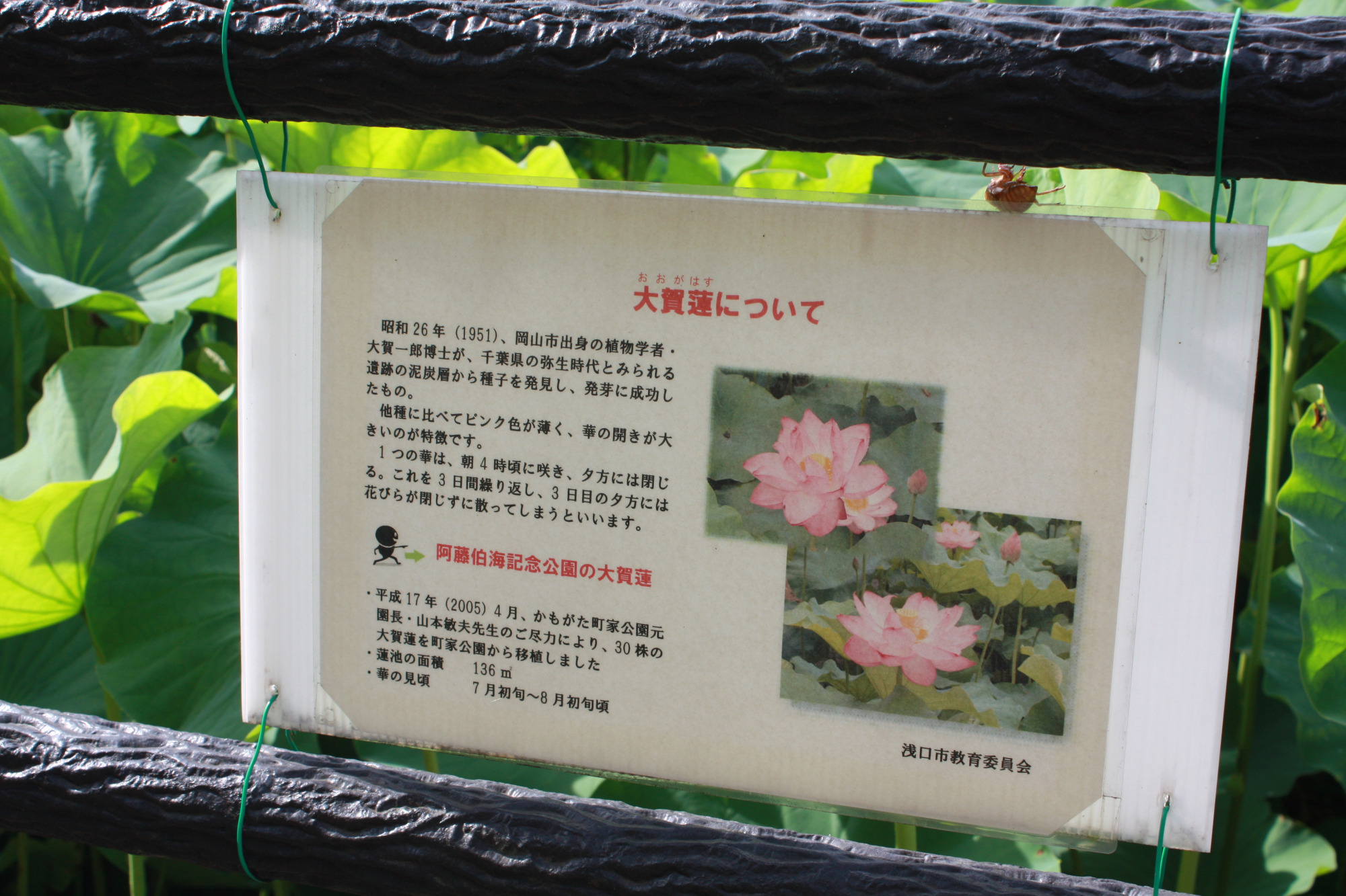大賀ハスについての説明板