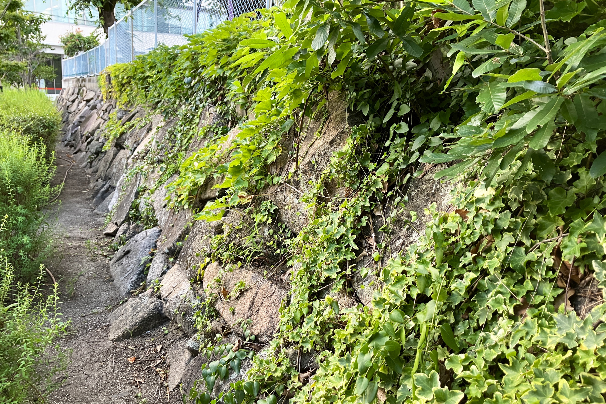 幼稚園の南側に残る二の丸(内郭)の石垣