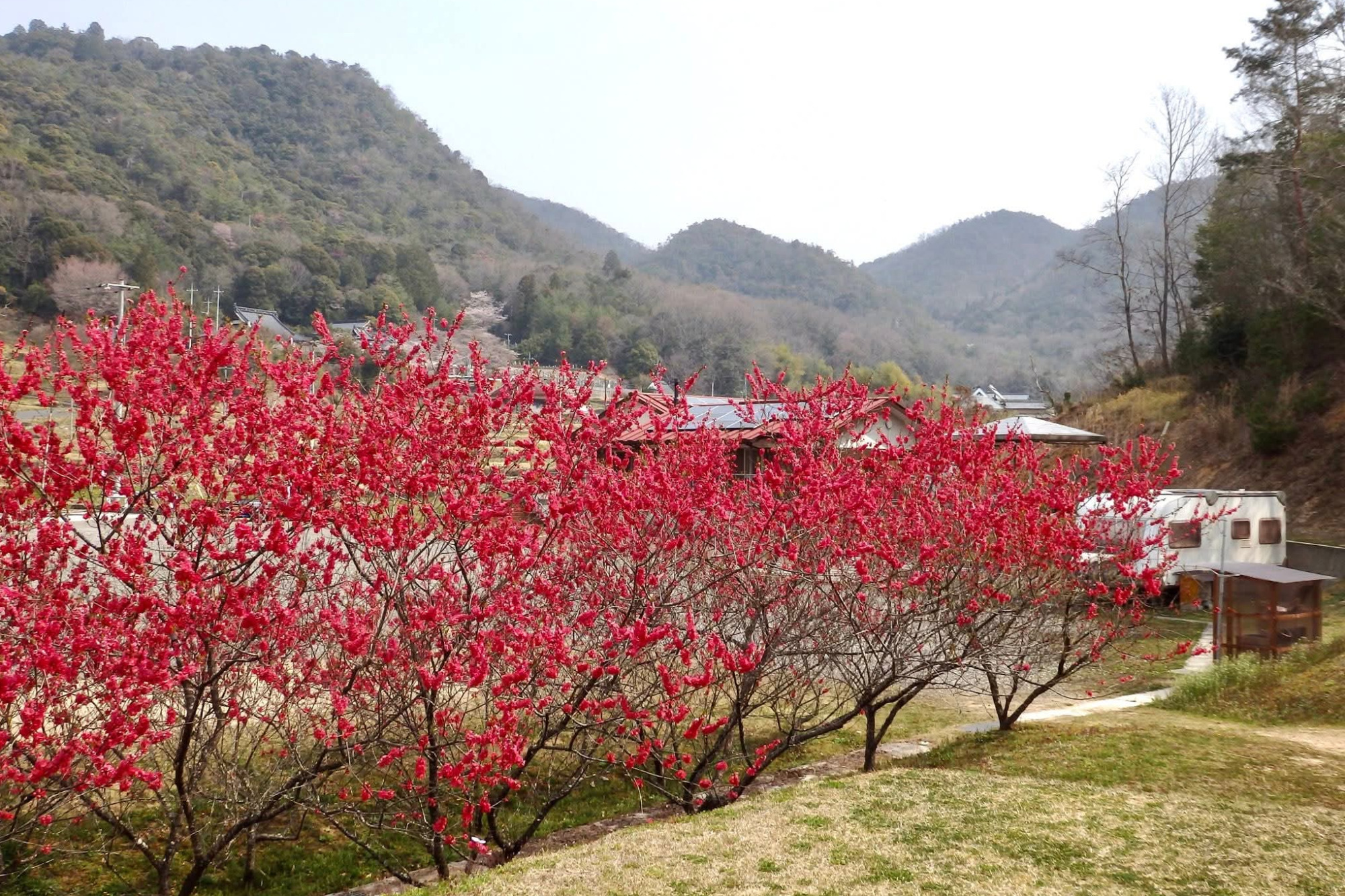 4月の花桃