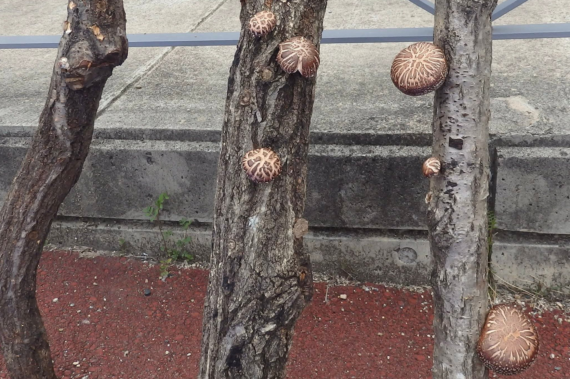 椎茸狩り