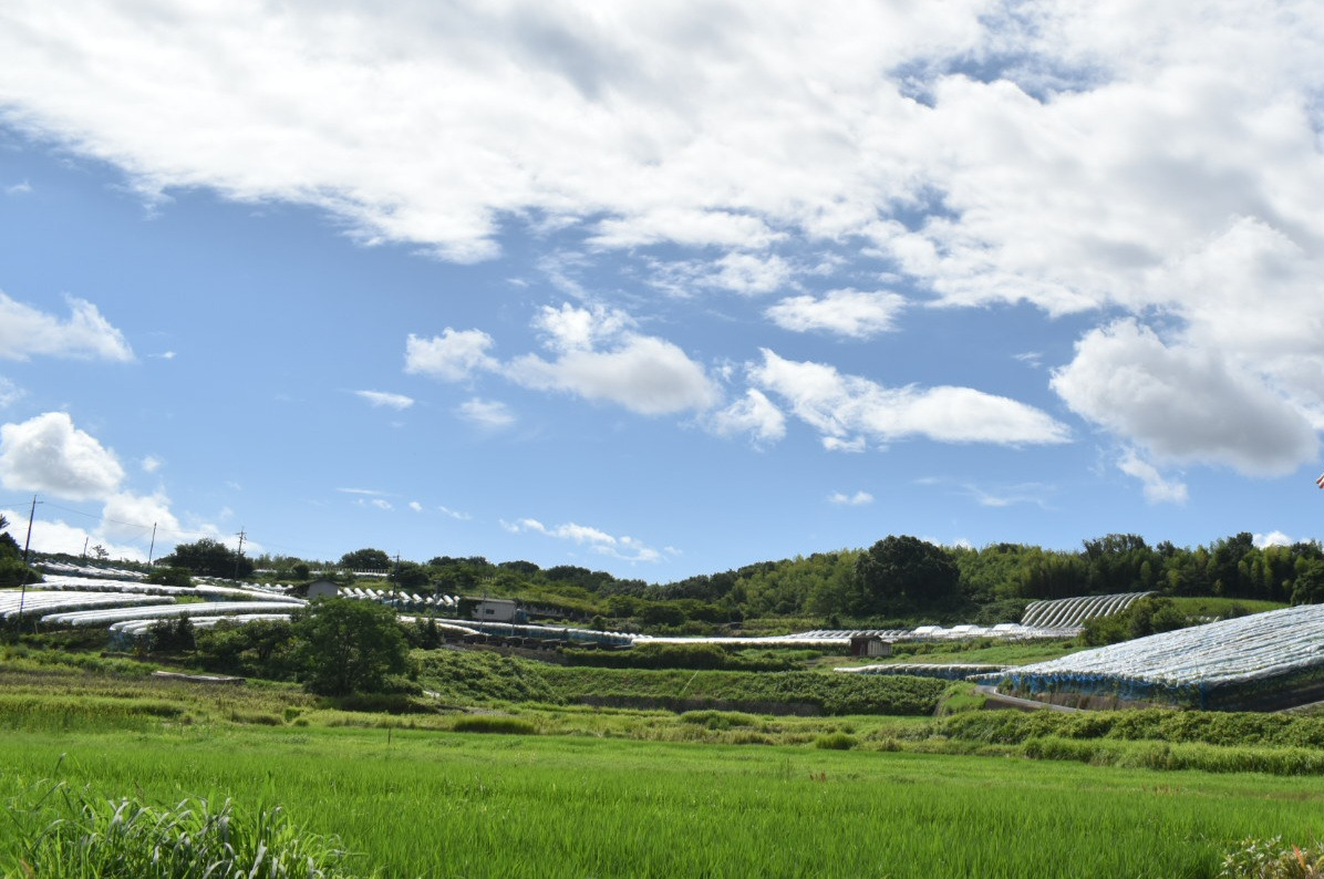 倉敷市真備町のぶどう畑風景