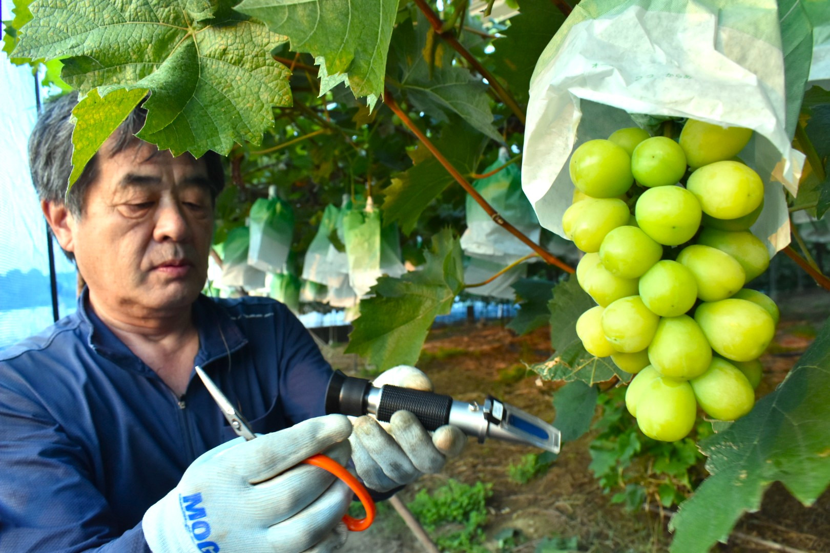 糖度も確認