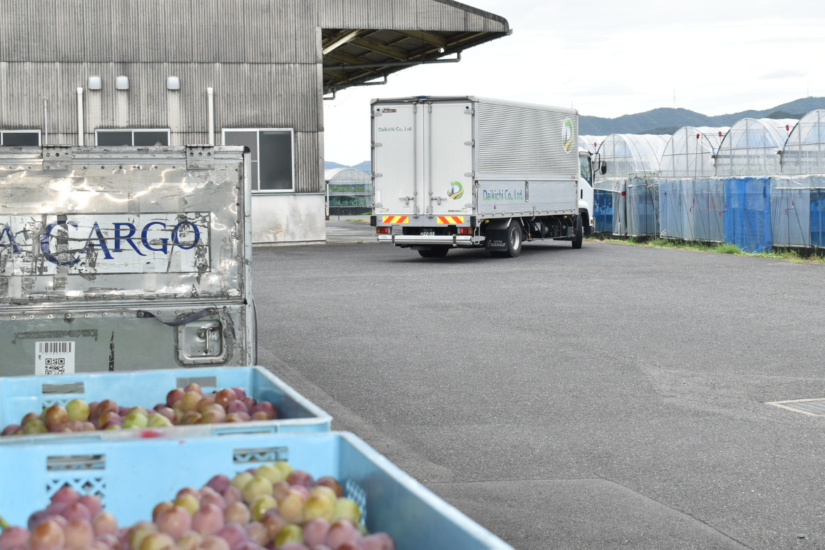 朝収穫したものが昼には全国へ発送されます