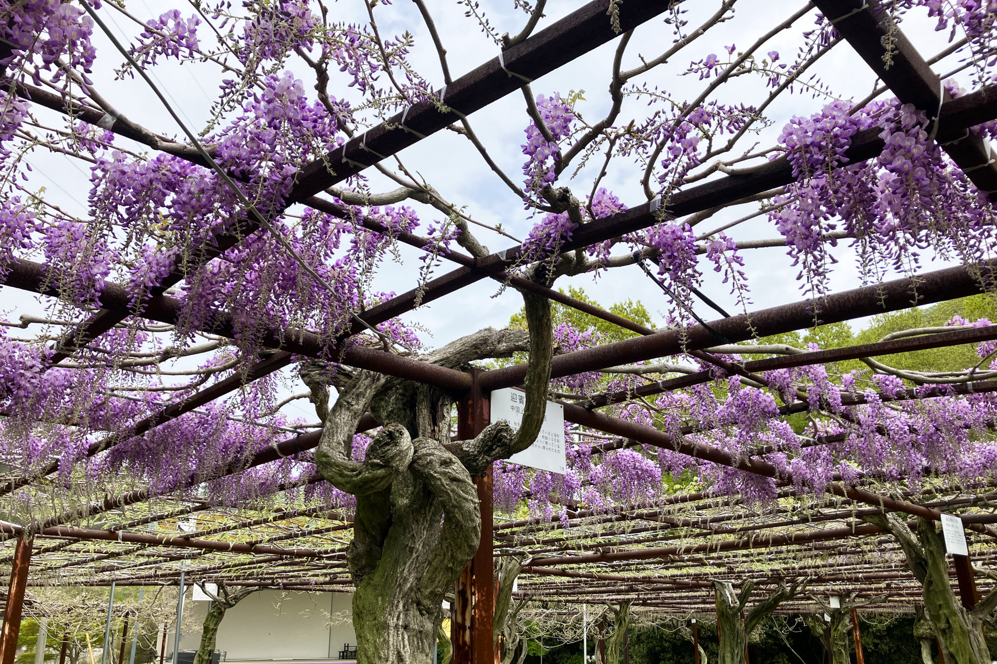 藤の花