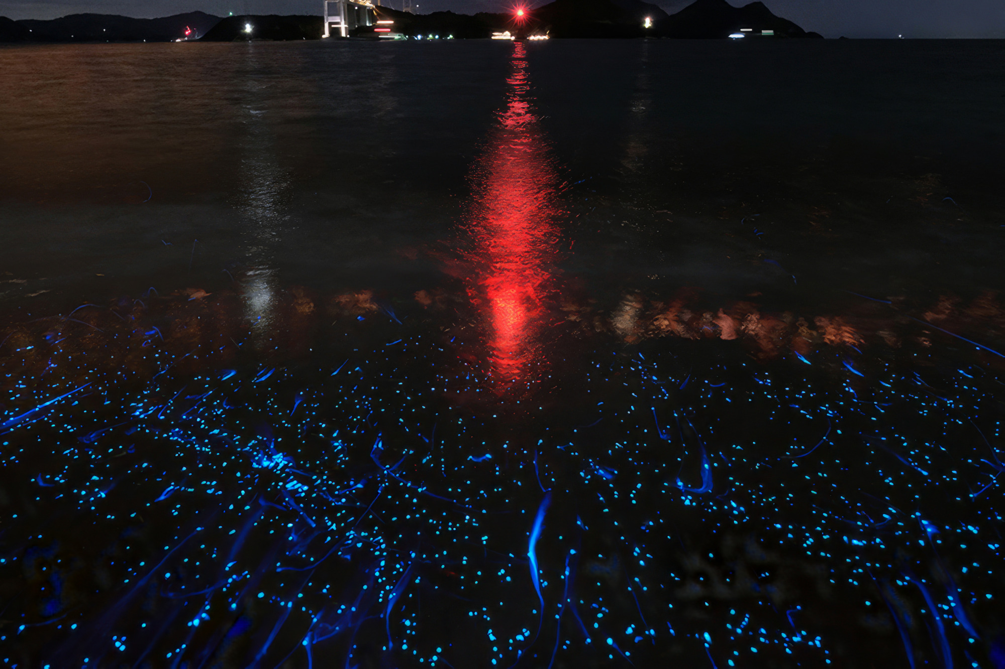 青く光るウミホタル（画像提供：Stay＆Cafe Akebono）