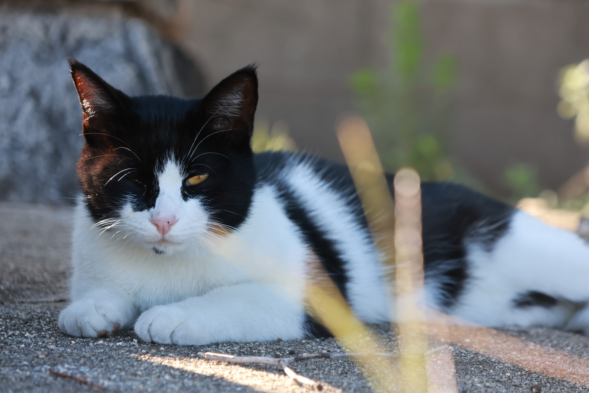 港周辺にはたくさんの猫たちが生息しています