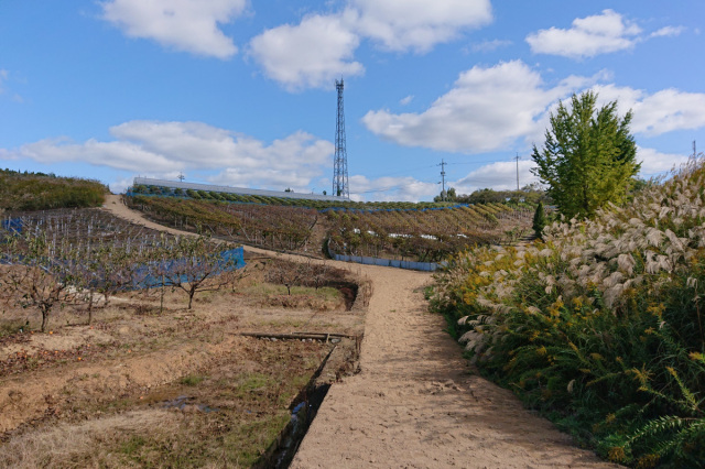 青野地区ブドウ畑（井原市）