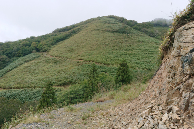 大谷峠付近の林道（鏡野町）