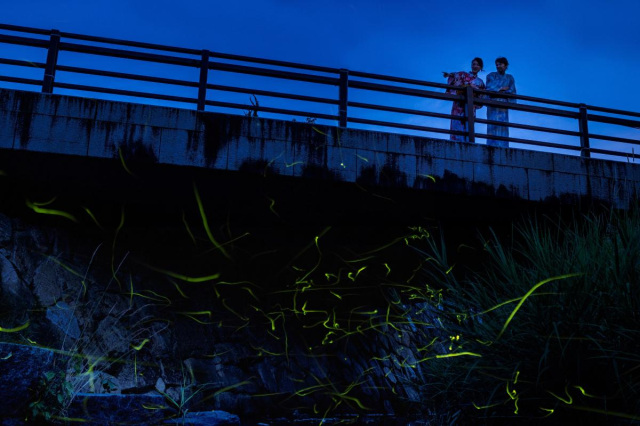 天然のイルミネーション