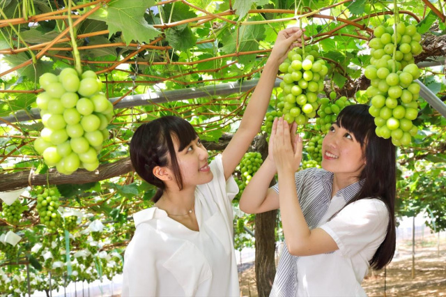 ぶどう狩り