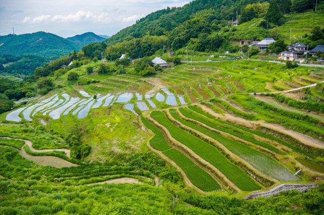 上山の棚田