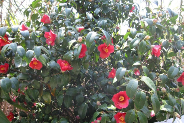 椿が咲きみだれ絶景のビュースポットがある飛島