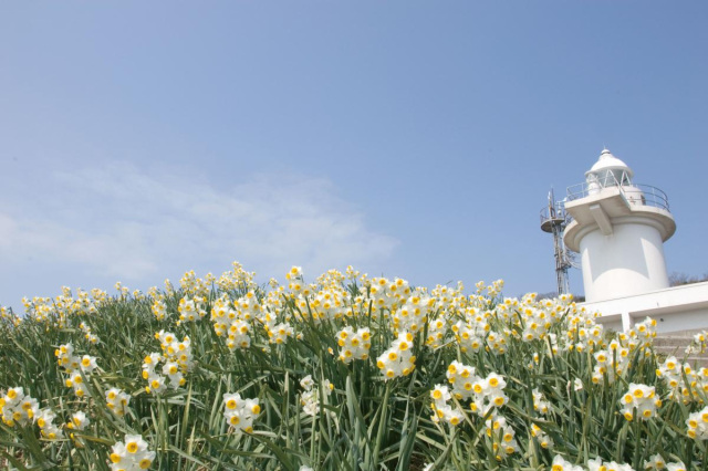 灯台と水仙が見どころの六島