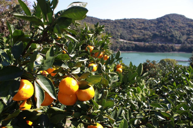 みかん狩り（10〜12月）も大人気