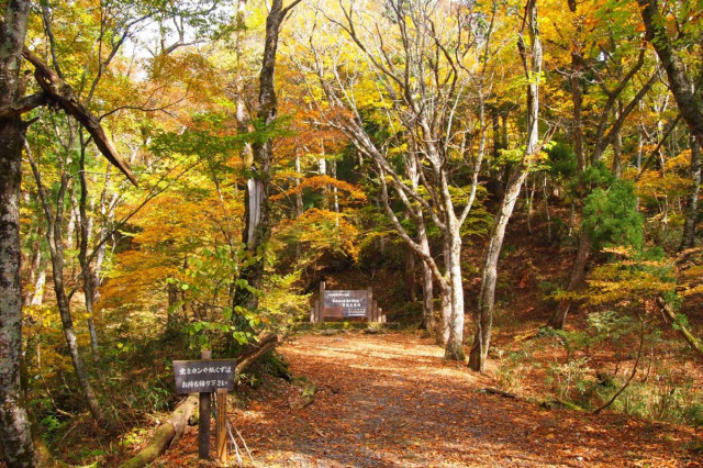 若杉天然林(若杉原生林)