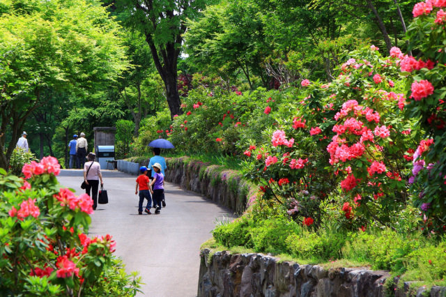 【石楠花(シャクナゲ)】