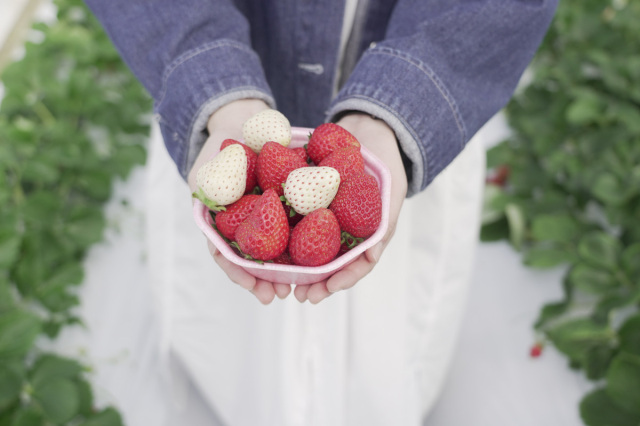 【いちご狩り】