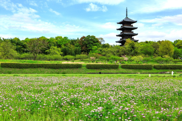 吉備路れんげまつり