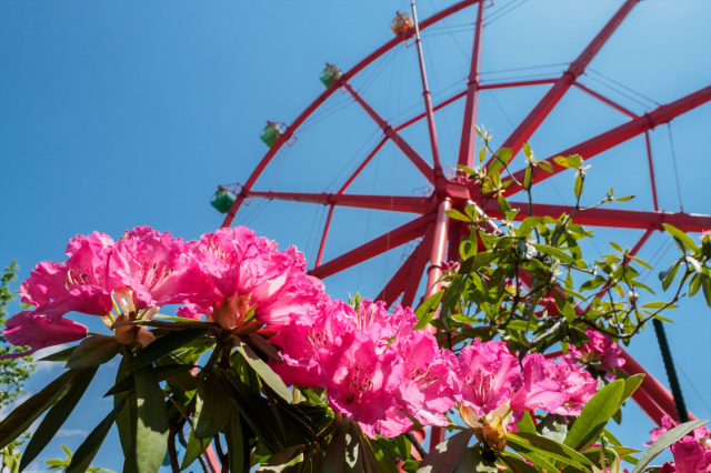 蒜山高原しゃくなげ祭り（ヒルゼン高原センター・ジョイフルパーク）