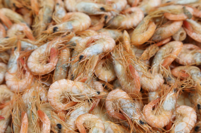 ガラエビ(サルエビ)/夏