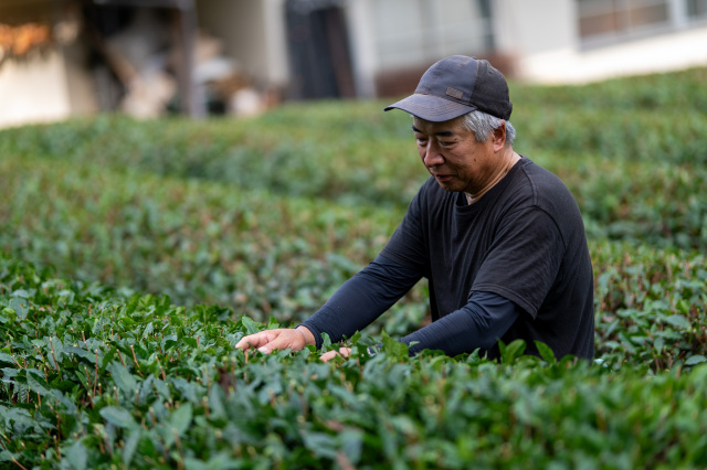海田園黒坂製茶