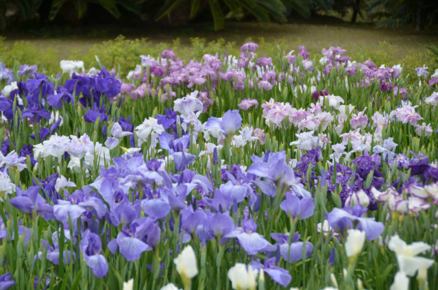 花菖蒲畑・八橋