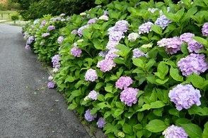 3,000株のあじさいは圧巻