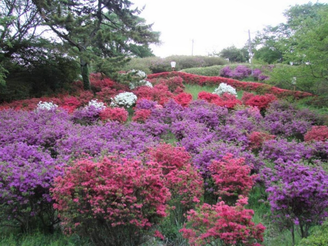 弥高山公園（高梁市）