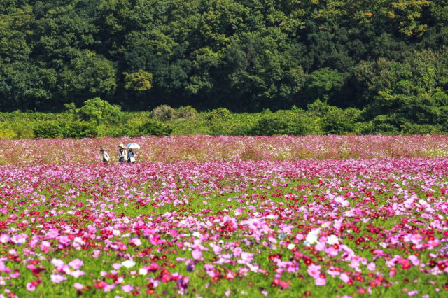 笠岡湾干拓地の花畑（笠岡市）