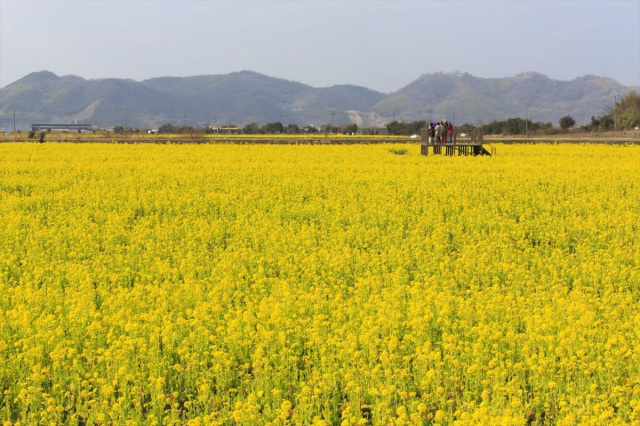 笠岡湾干拓地の花畑（笠岡市）