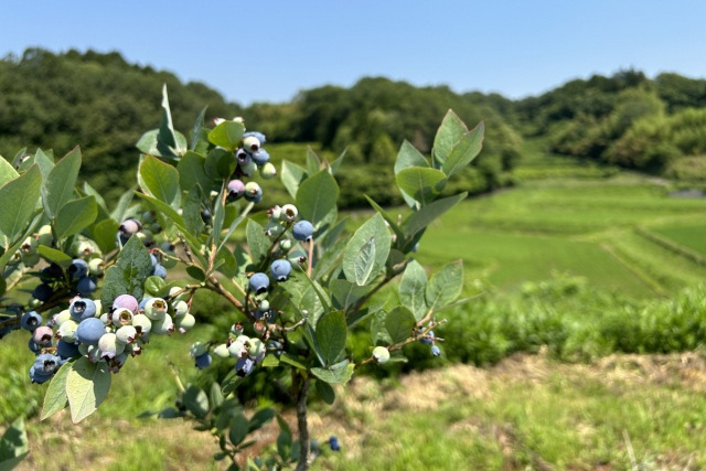 小林農園 古那志屋(吉備中央町)