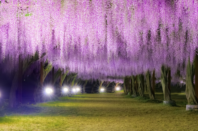 藤公園
