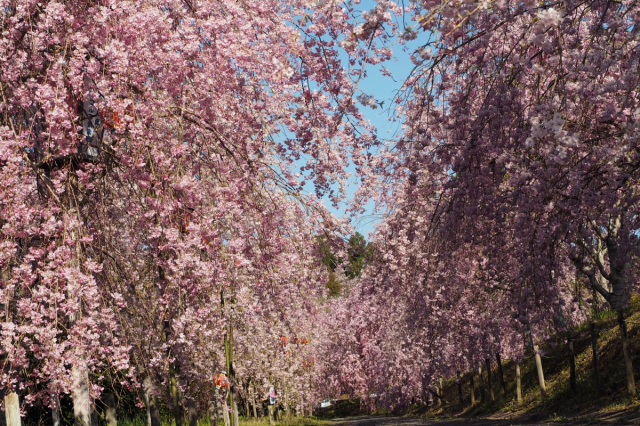【開催終了】たけべの森 はっぽね桜まつり（岡山市）