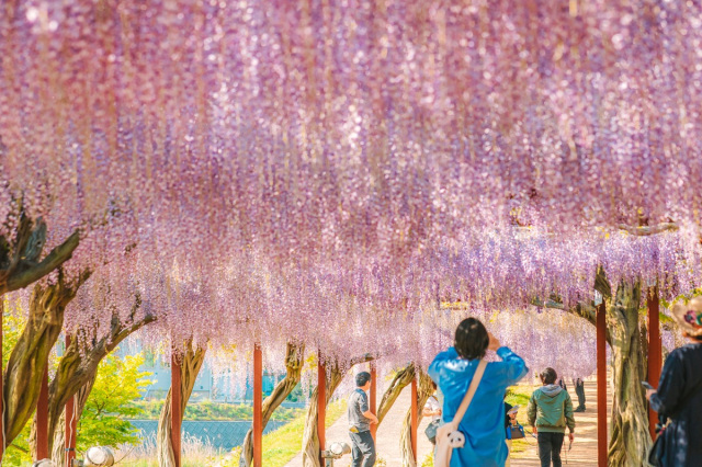 「和気町藤まつり」2026年度の開催日程が決定！（4/21～5月初旬）