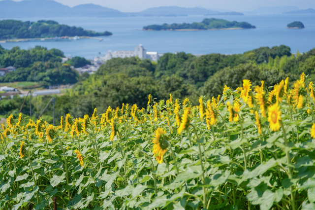 瀬戸内市地域おこし協力隊（観光インテグレーター）を募集しています！