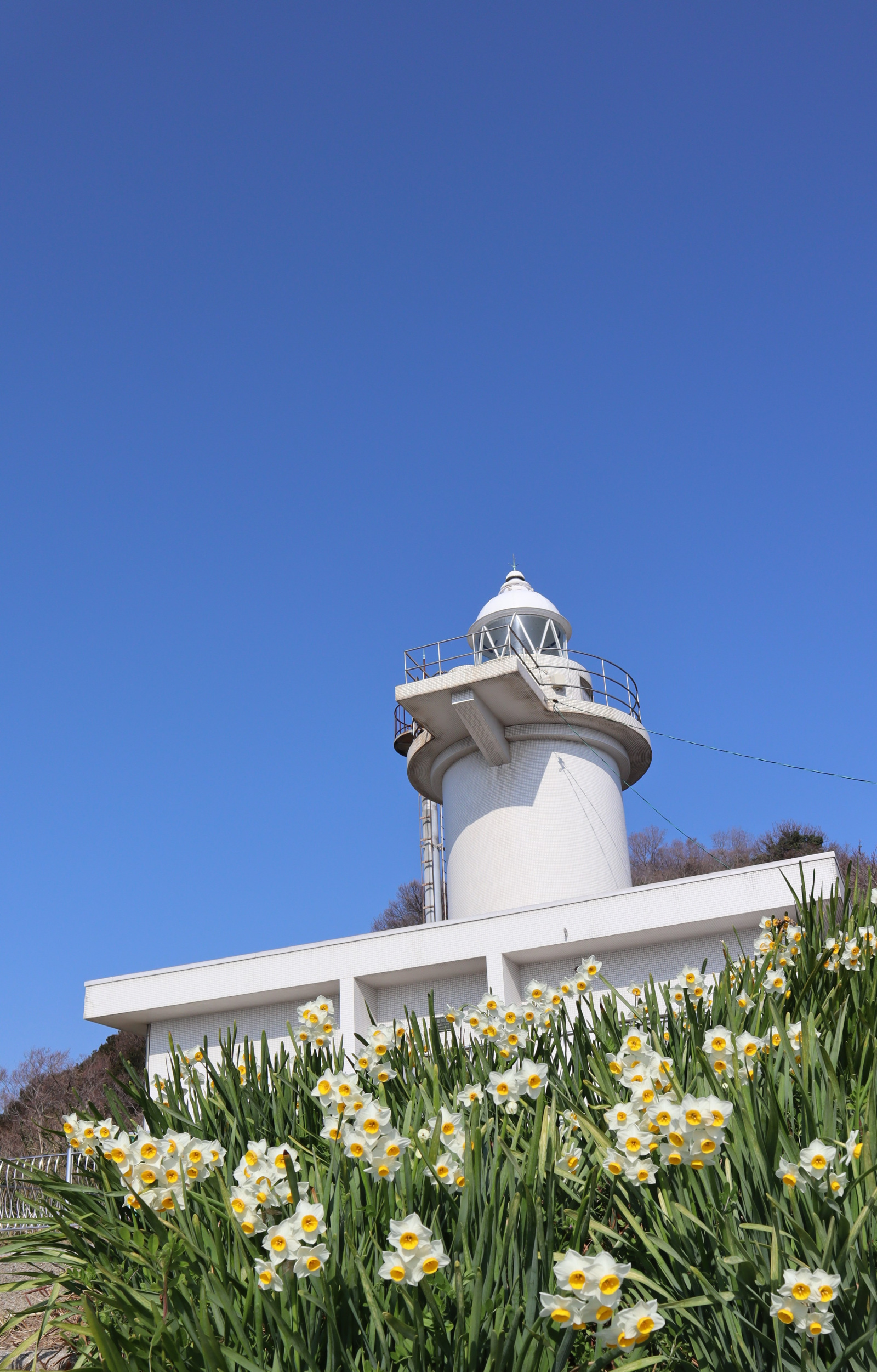 笠岡諸島「六島」の水仙