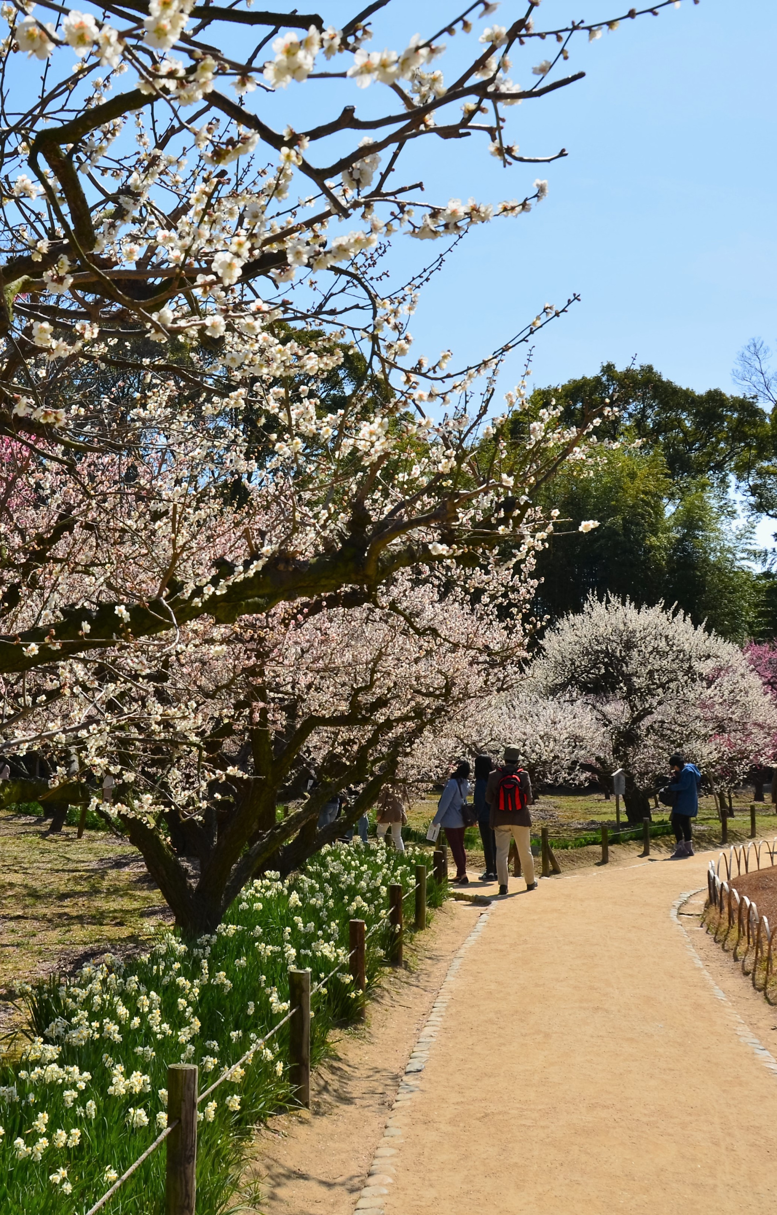 岡山後楽園（梅と水仙）