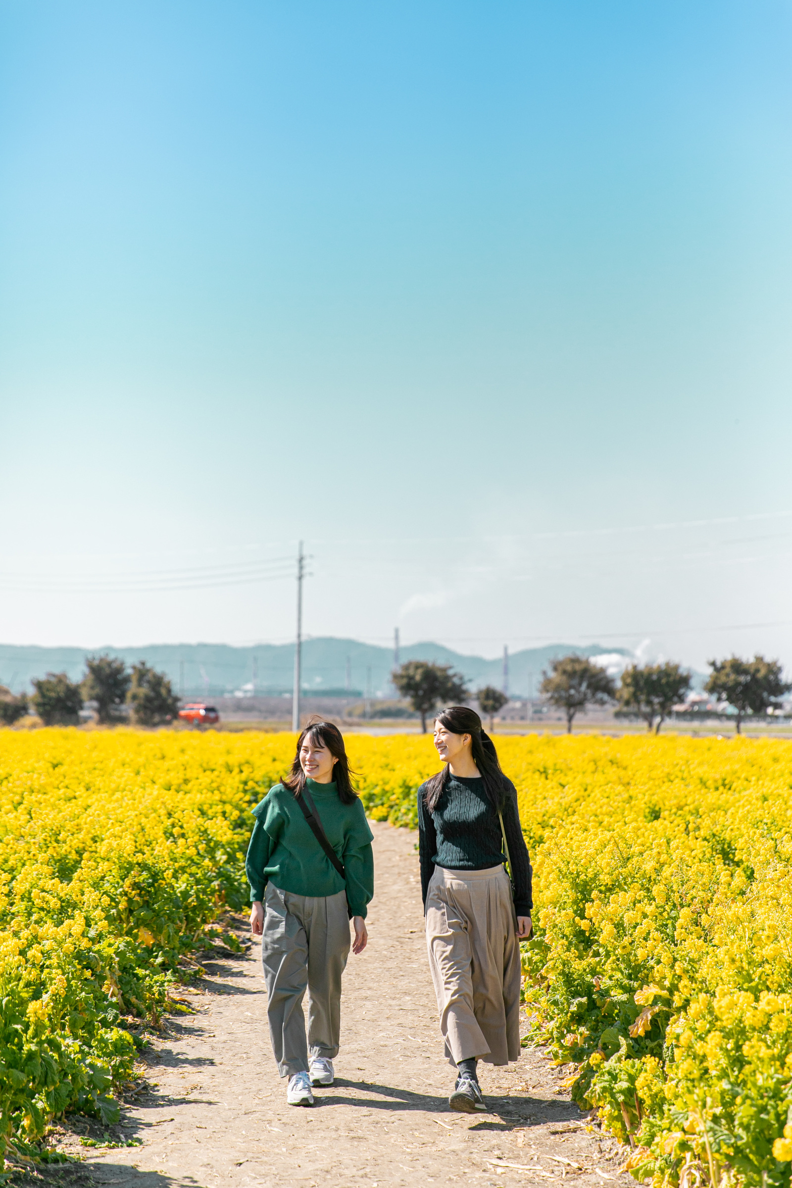 笠岡湾干拓地（菜の花畑）／道の駅笠岡ベイファーム周辺