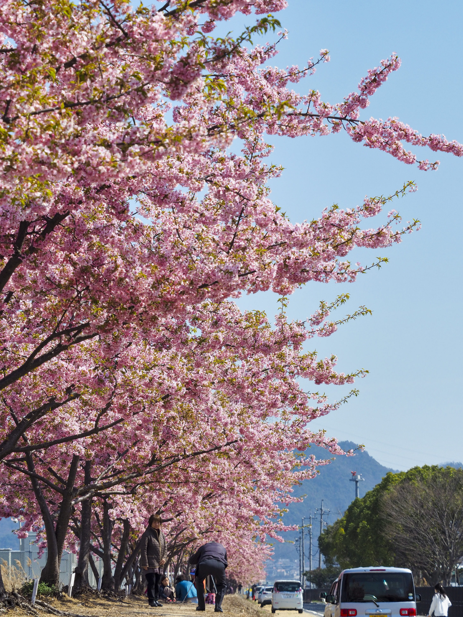 河津桜花見会 3/14（土）・15（日）／児島湖花回廊
