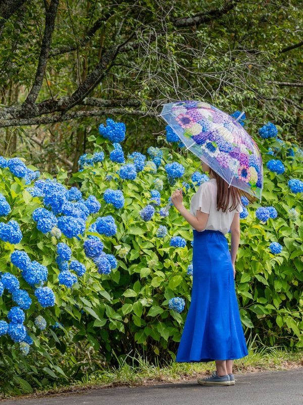  雨の季節に訪ねたいあじさいの名所11選