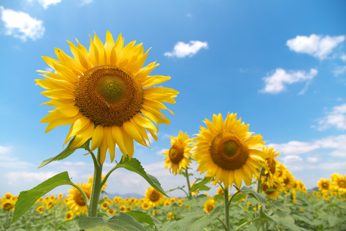 夏満開！ 岡山県のひまわりスポット特集