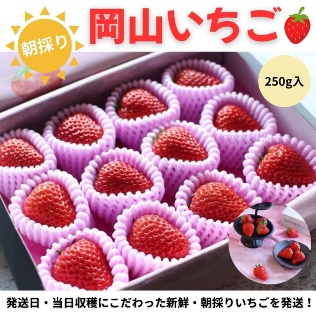 【2026年1月中旬～4月中旬発送】朝採り！岡山県産いちご　約250g