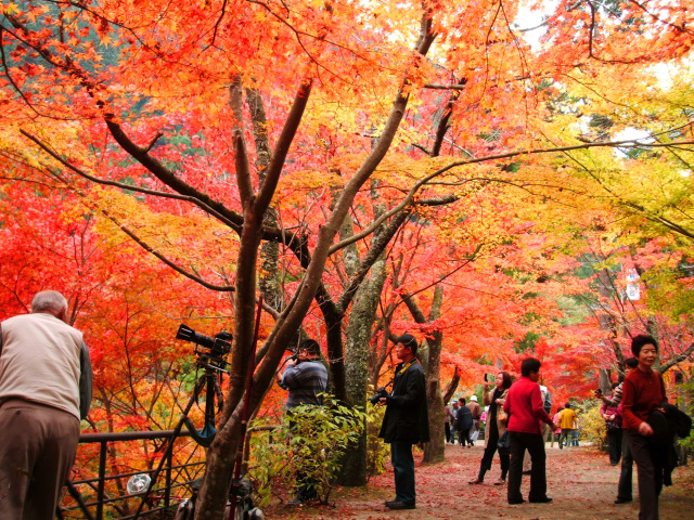 岡山で絶対見ておくべき紅葉スポット10選