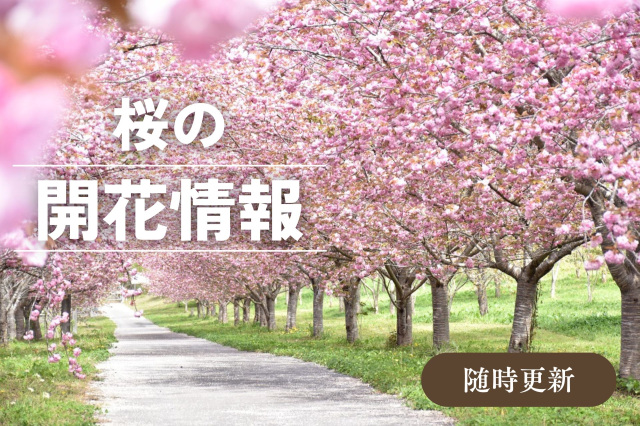 桜の開花情報