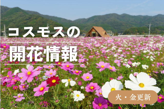 コスモスの開花情報