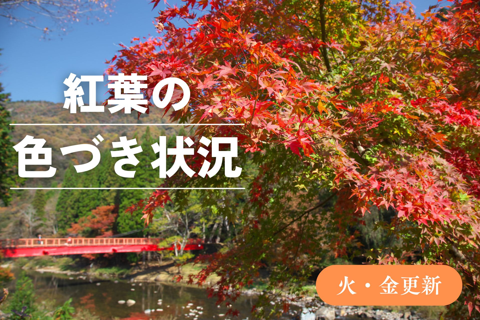 紅葉情報